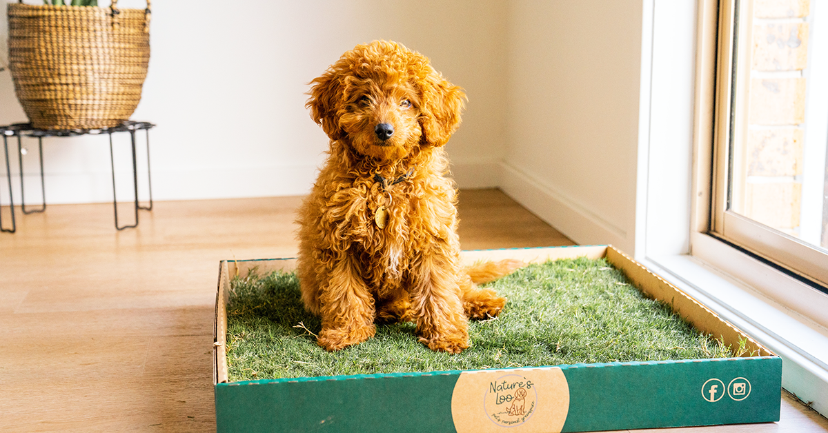 Natural Convenience For Dogs