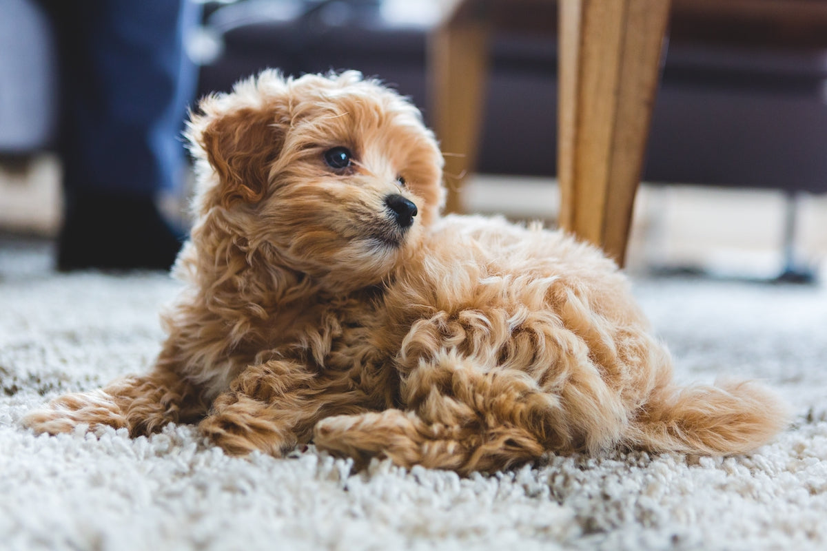 Help! How Can I Stop My Pup from Peeing on the Carpet?