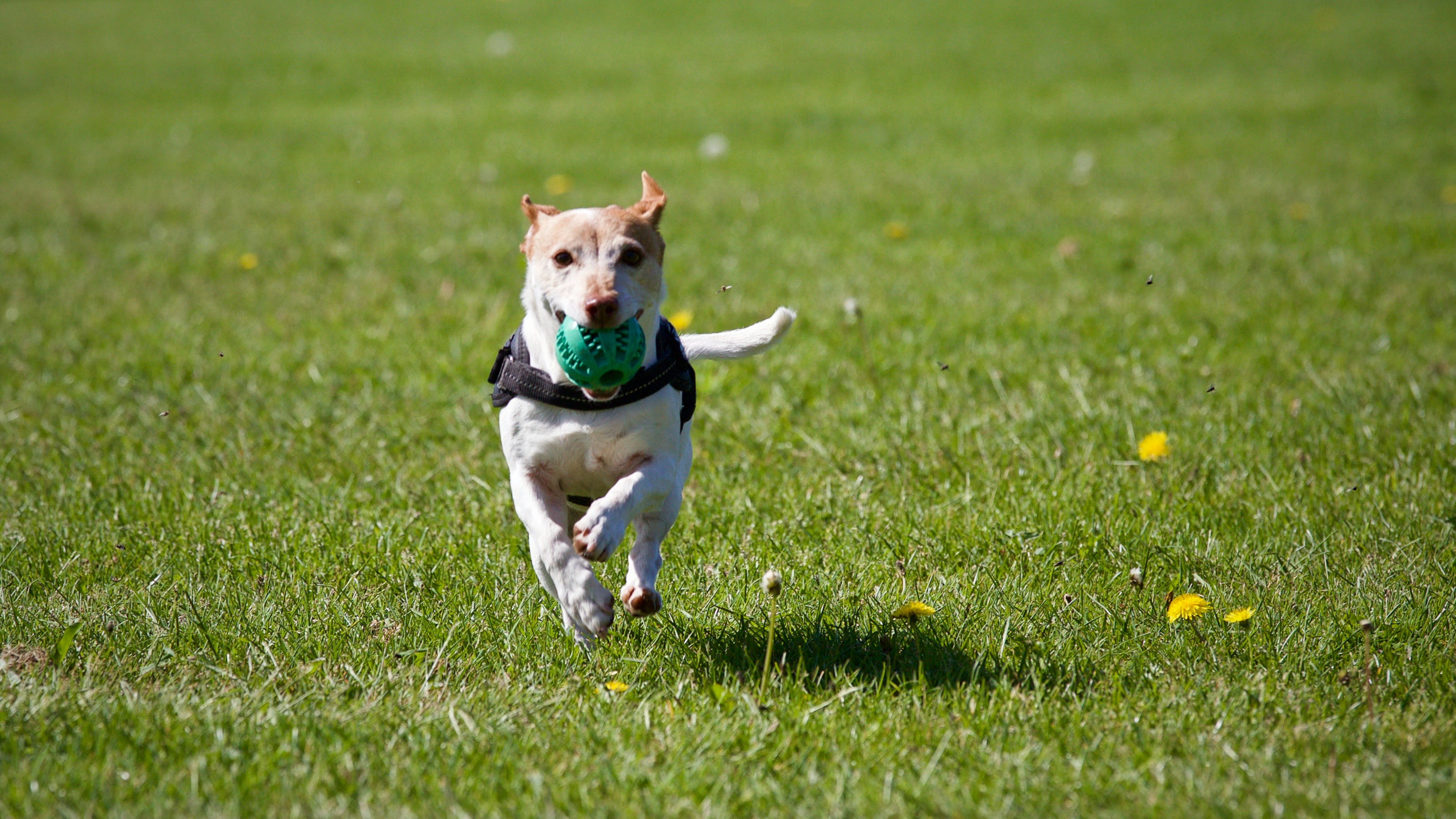 Real Vs Fake Grass Showdown: What’s the Best Choice for Your Pup?