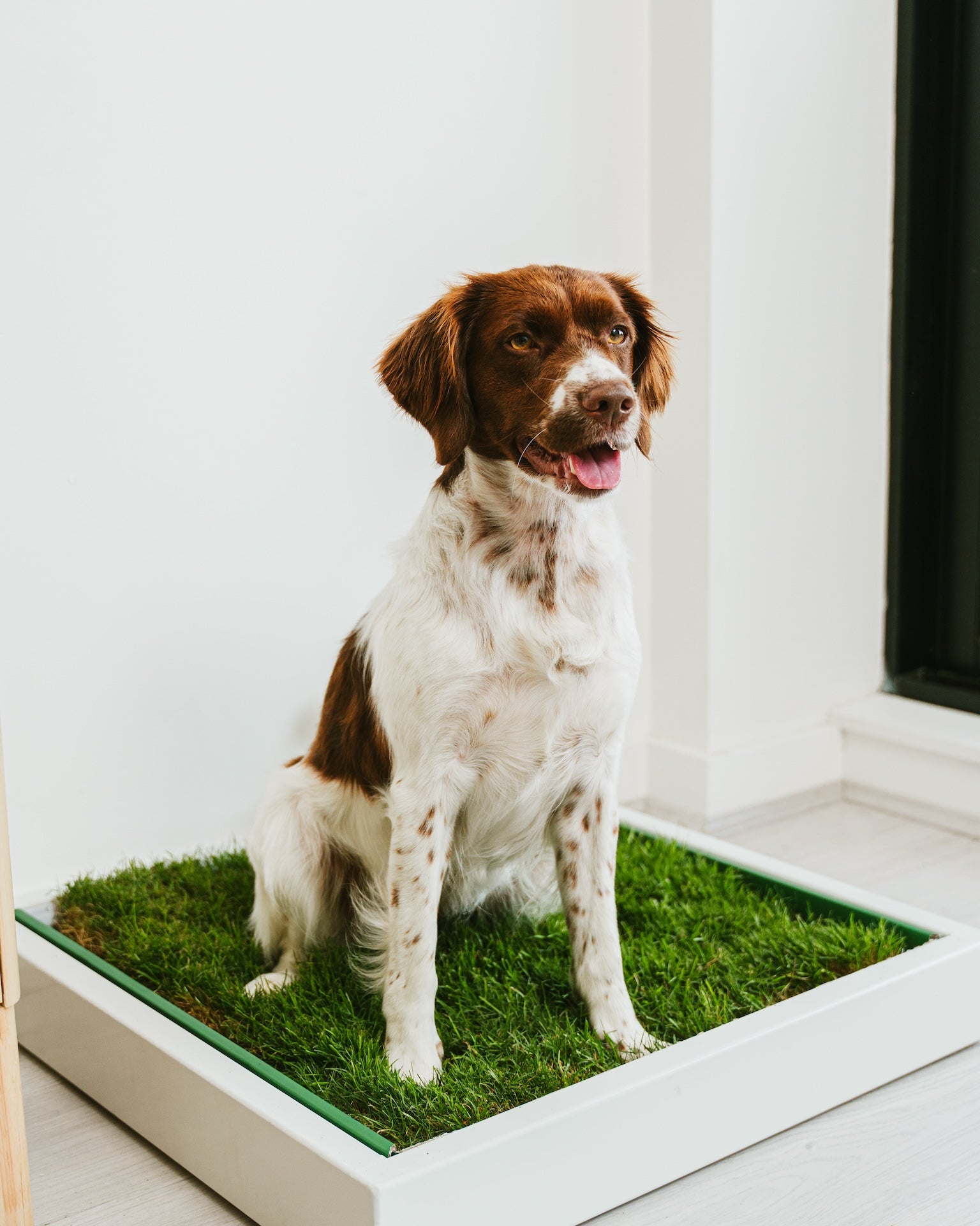 Tray - Single (white)