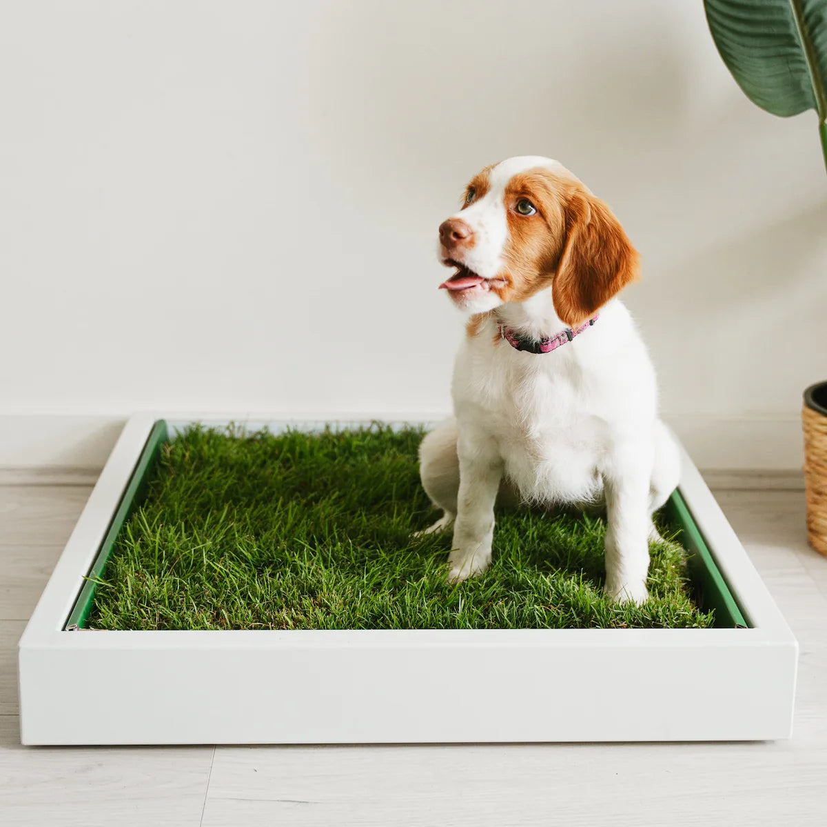 Dog toilets for apartments australia hotsell