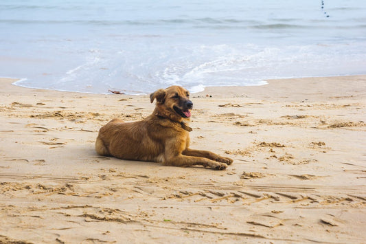 Keep Your Pup Cool in the Summer! 10 Hacks for Indoor and Outdoor Woofs
