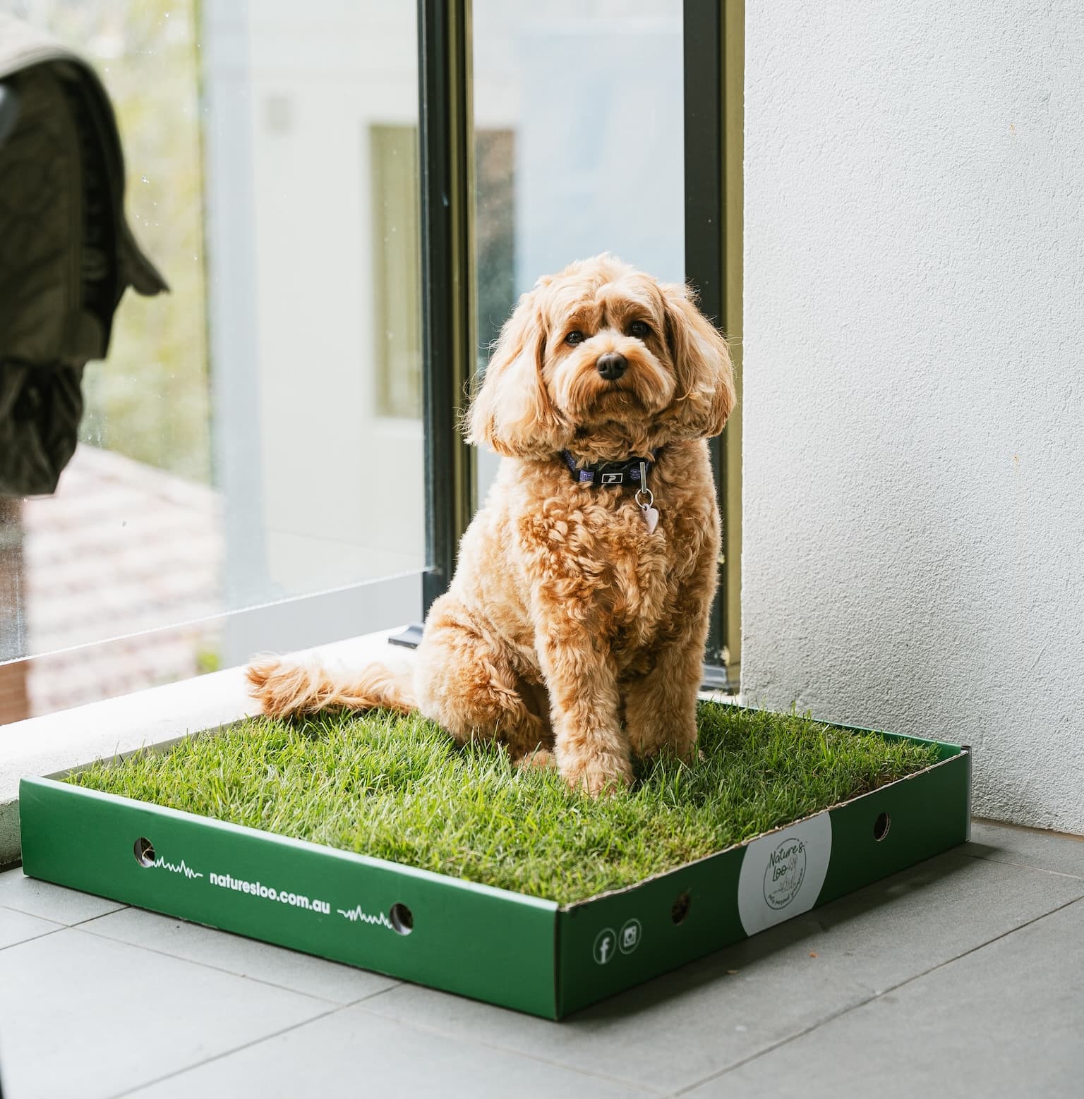 Real Grass Dog Toilet - Single