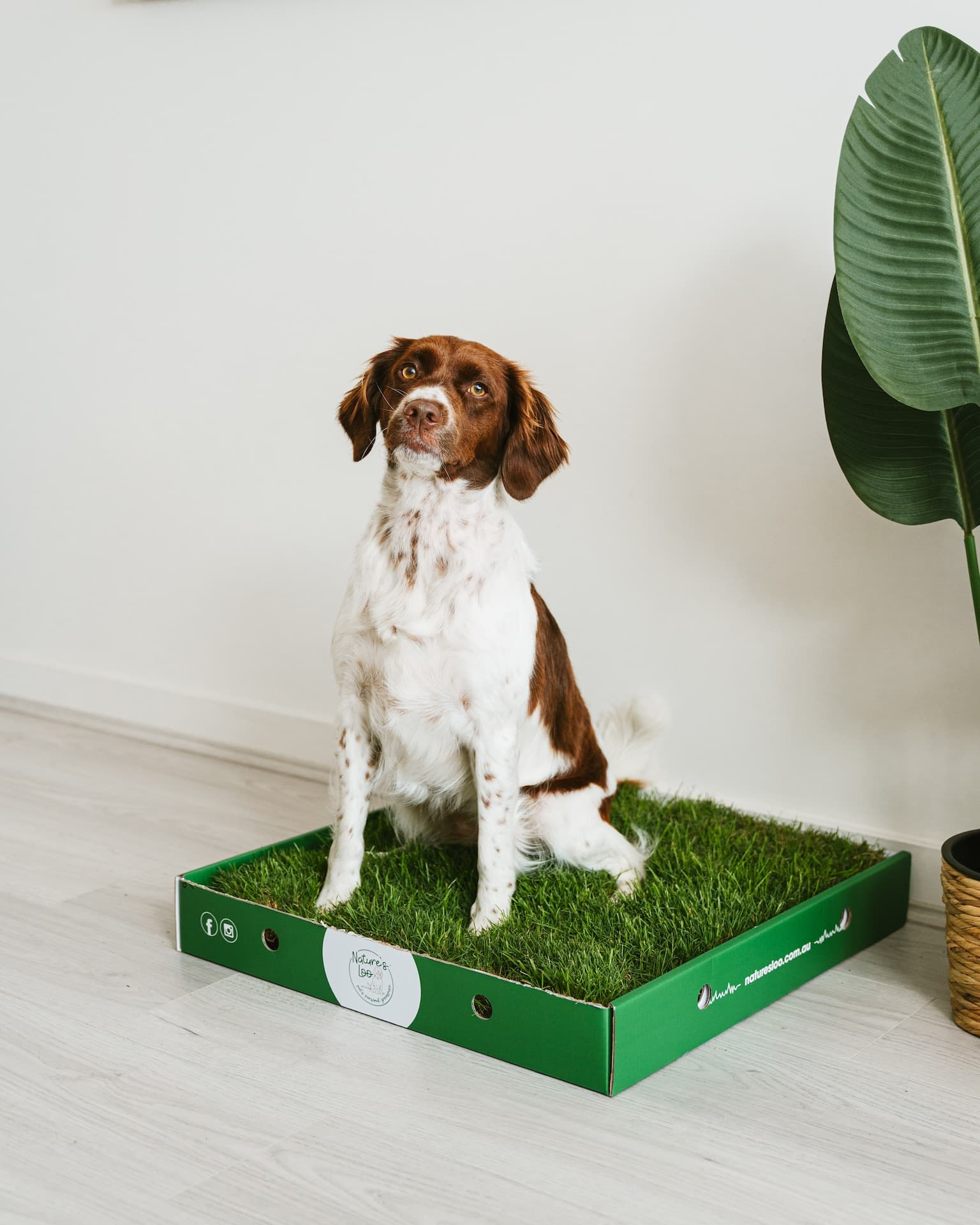 Real Grass Dog Toilet - Single