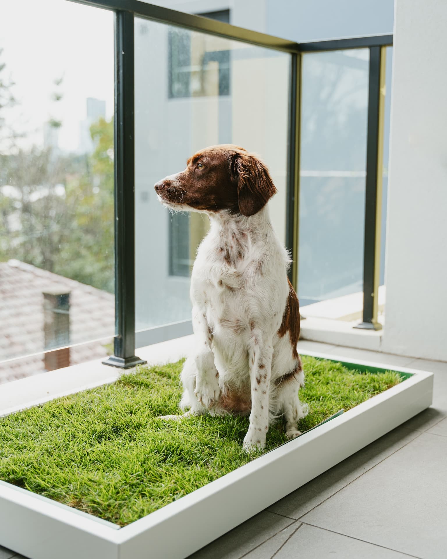 Real Grass Dog Toilet - Twin Pack